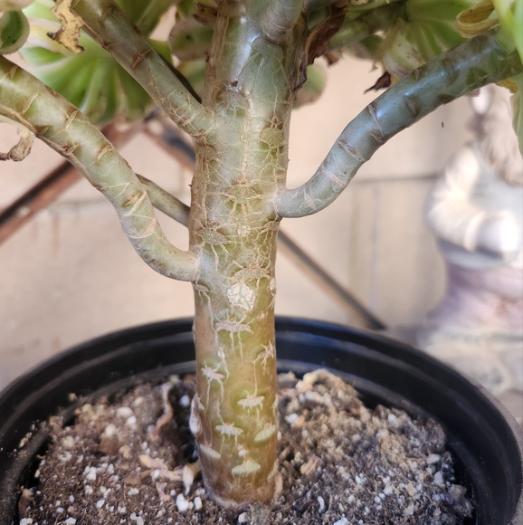 Aeonium Florecens Variegated | Tree Bonsi Cluster 6" Pot - Picture 8 of 13